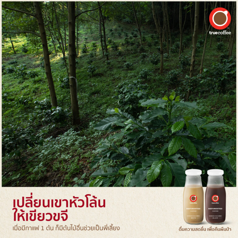 ทรูคอฟฟี่ รังสรรค์ “Reforested Coffee Sobkhun Cold Brew” กาแฟสกัดเย็นพร้อมดื่ม สายพันธุ์อราบิก้าแท้ 100% จากบ้านสบขุ่น จ.น่าน