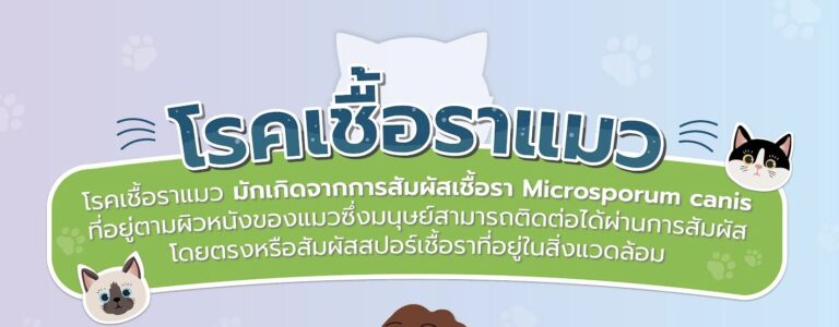 ทาสแมวอย่าเล่นเพลิน! “โรคเชื้อราแมว” อันตรายที่มากับการสัมผัสเจ้าเหมียว